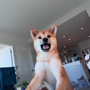 Meet your Posher, Harmony